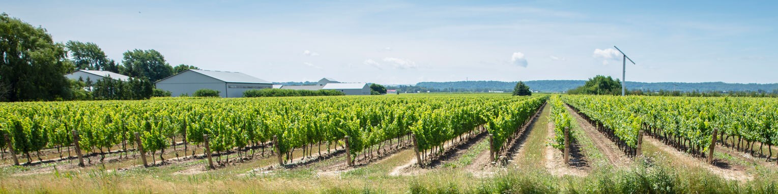 VQA winery vineyard