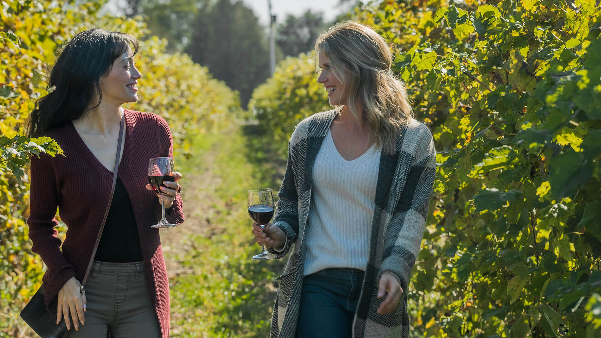 Two Women Walking through Vineyard with Red Wine in Fall. 
