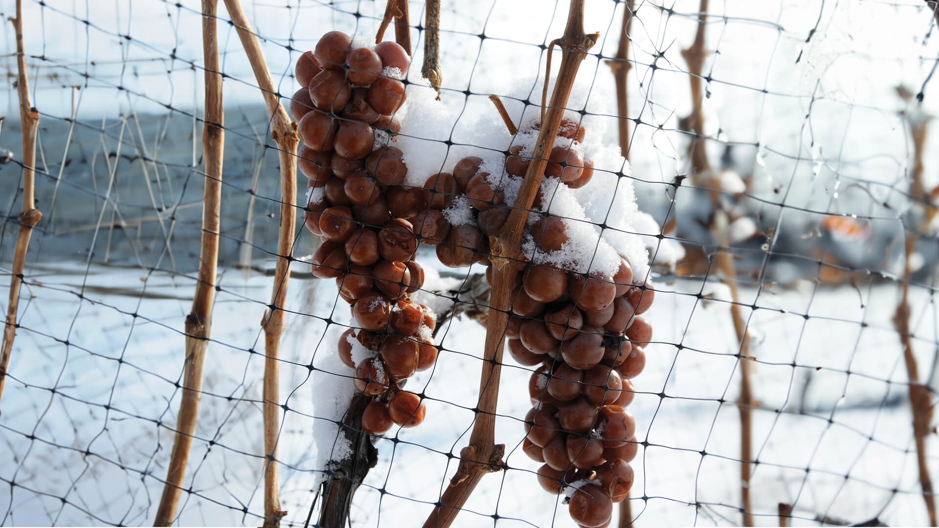 Icewine grape varietal.